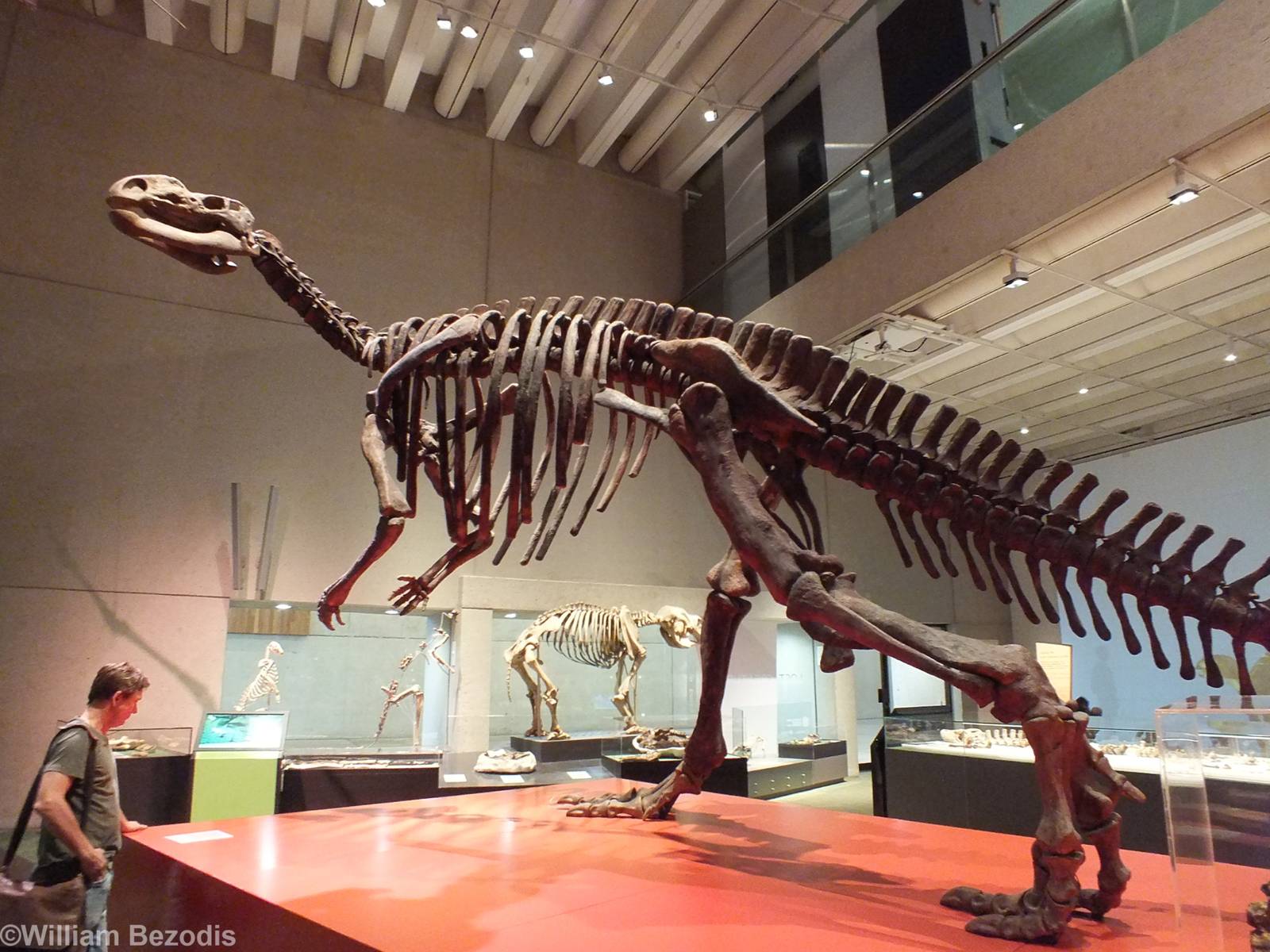 Muttaburrasaurus - Queensland Museum