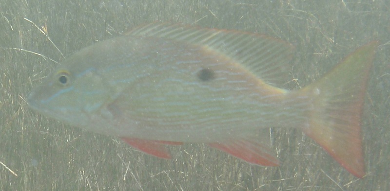 Mutton snapper (Lutjanus analis)