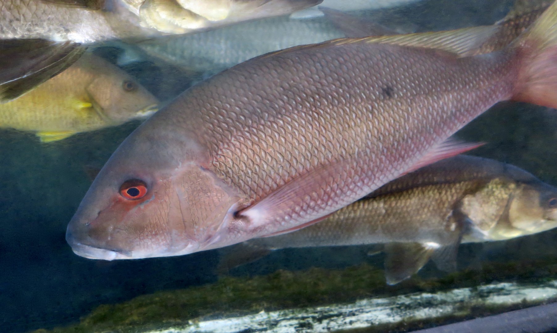 Mutton Snapper (Lutjanus analis)