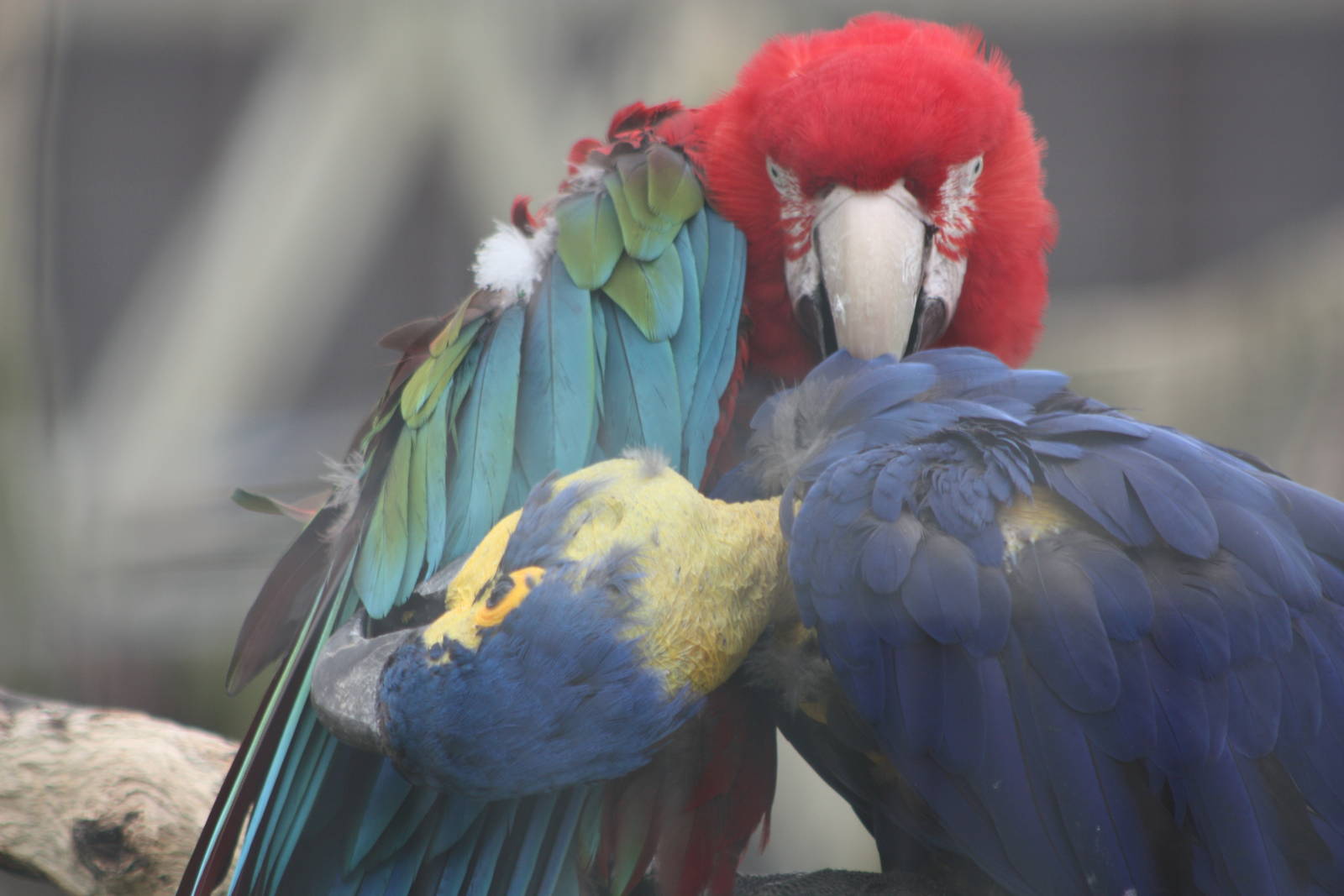 Mutual preening, 7th July 2014