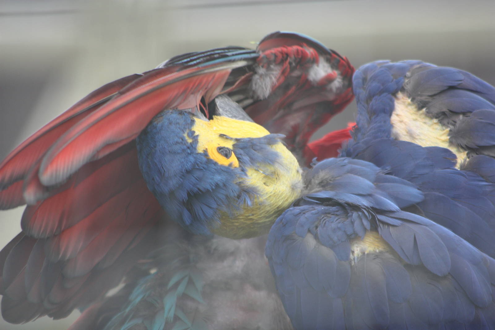 Mutual preening, 7th July 2014