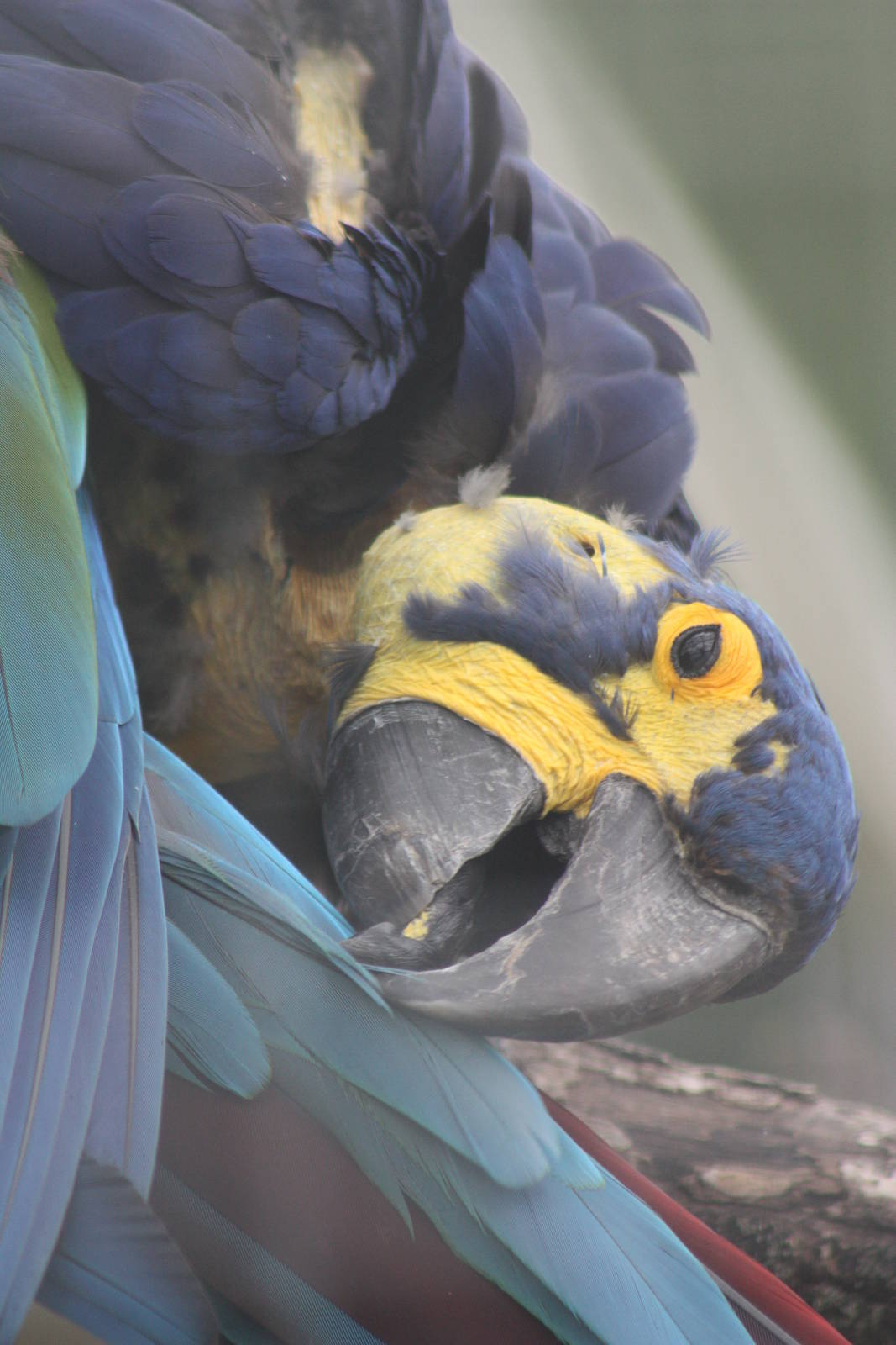 Mutual preening, 7th July 2014