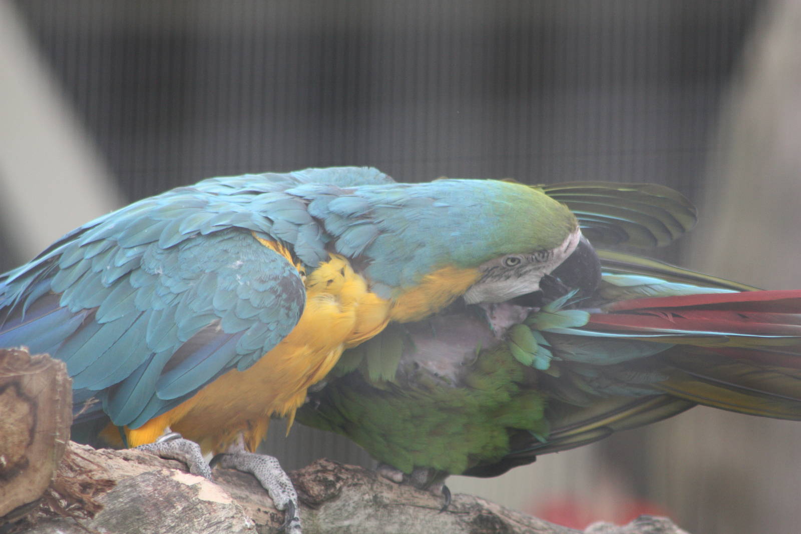 Mutual preening, 7th July 2014