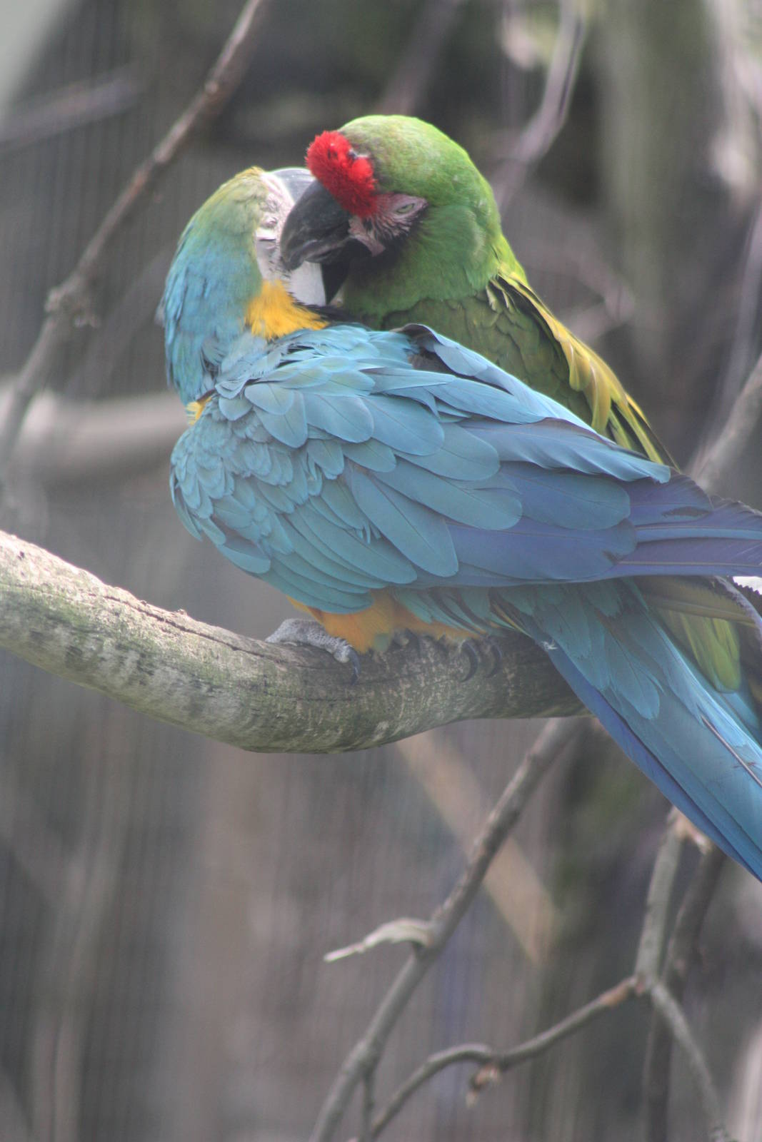 Mutual preening, 7th July 2014