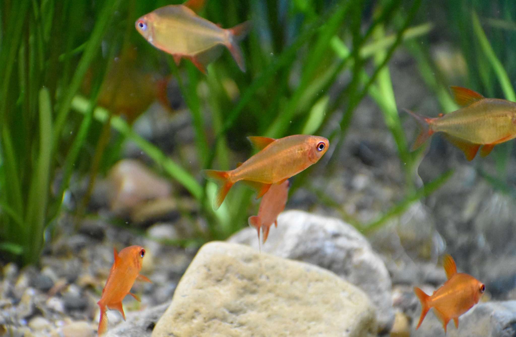 Muzel Red Cherry Tetras