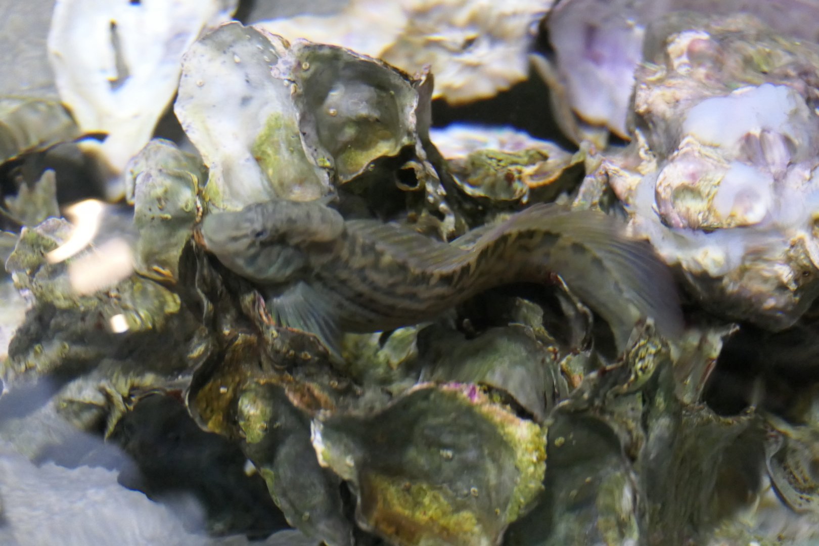 Muzzled Blenny (Omobranchus punctatus)