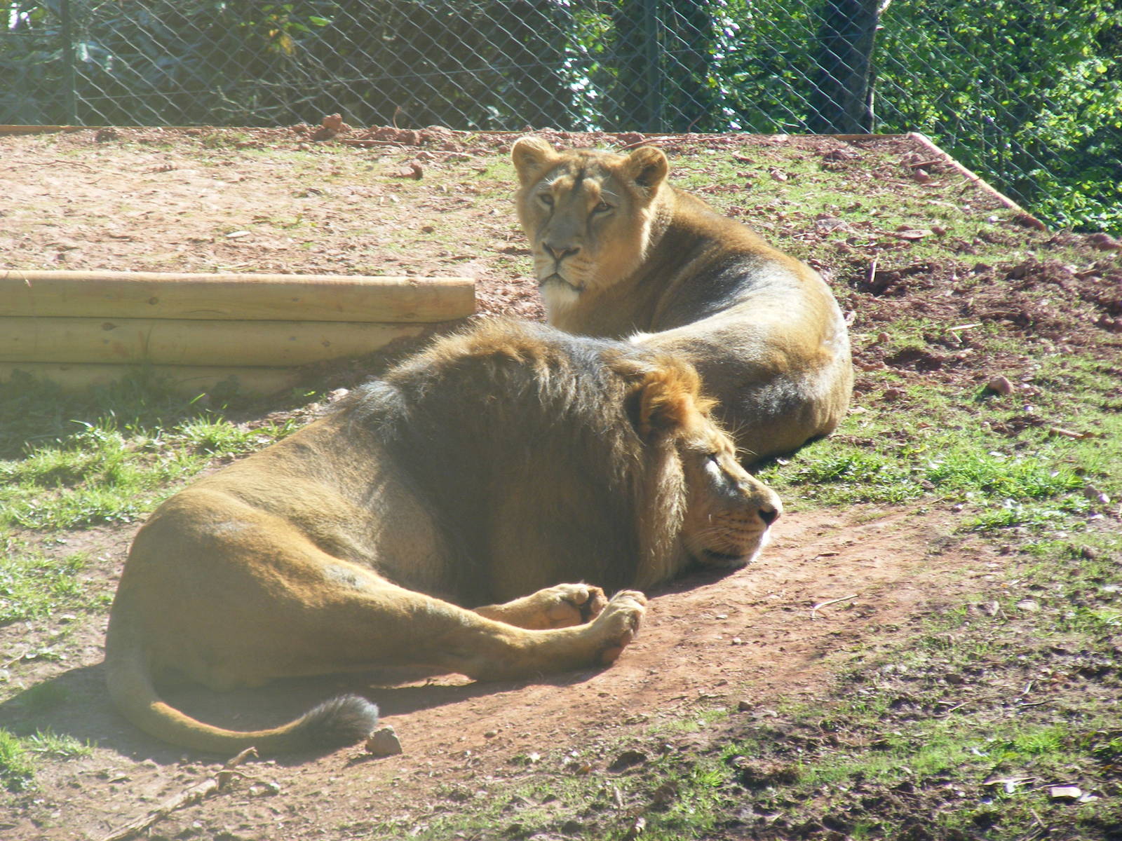 Mwamba and Indu the Asiatic Lions at Paignton Zoo, 13 April 2009