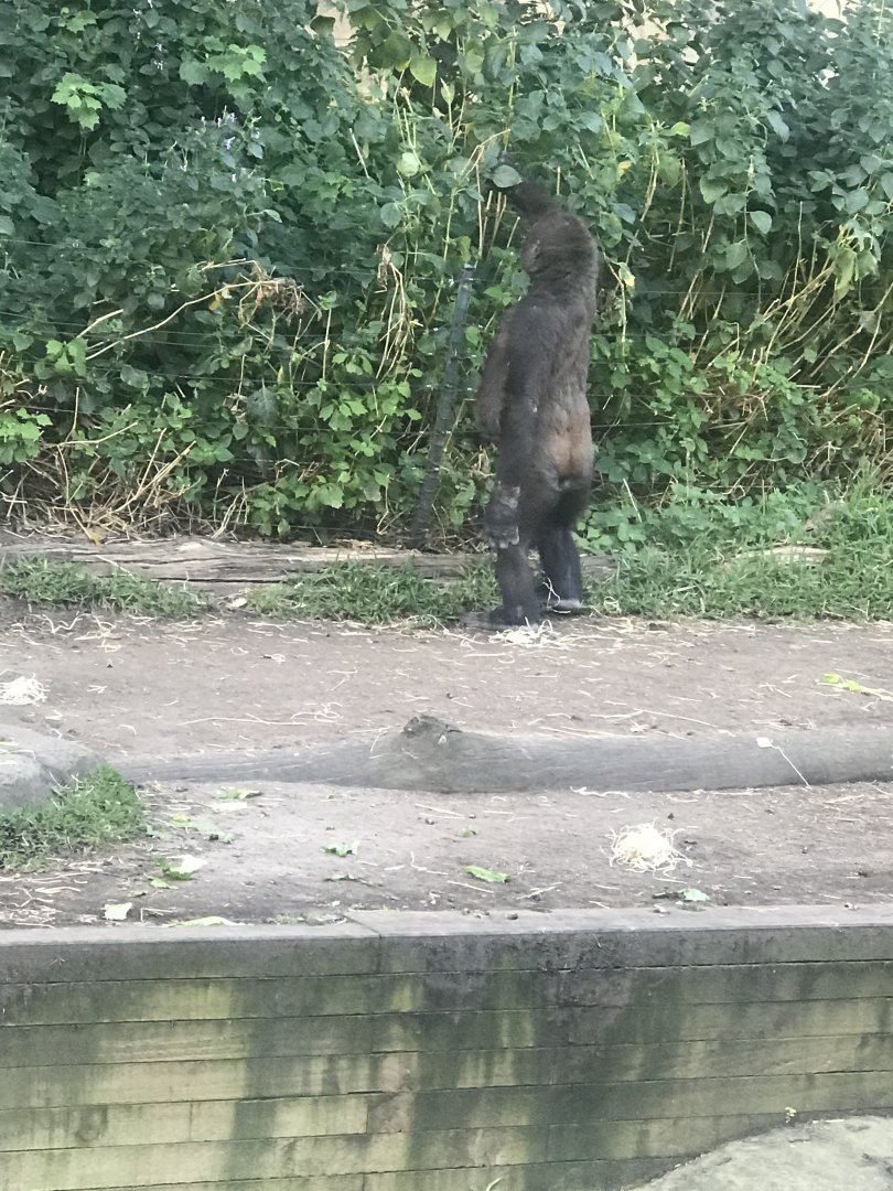 Mwamba investigates the bush