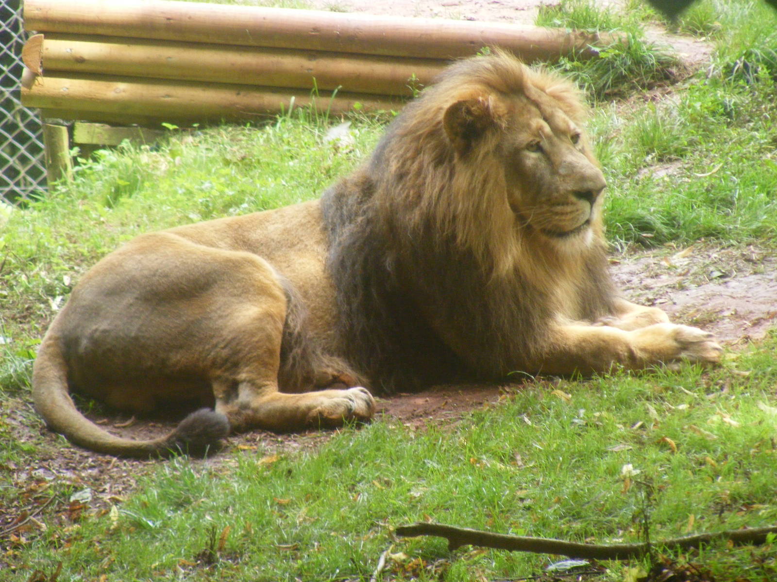 Mwamba the Asiatic lion at Paignton Zoo, 2 August 2009