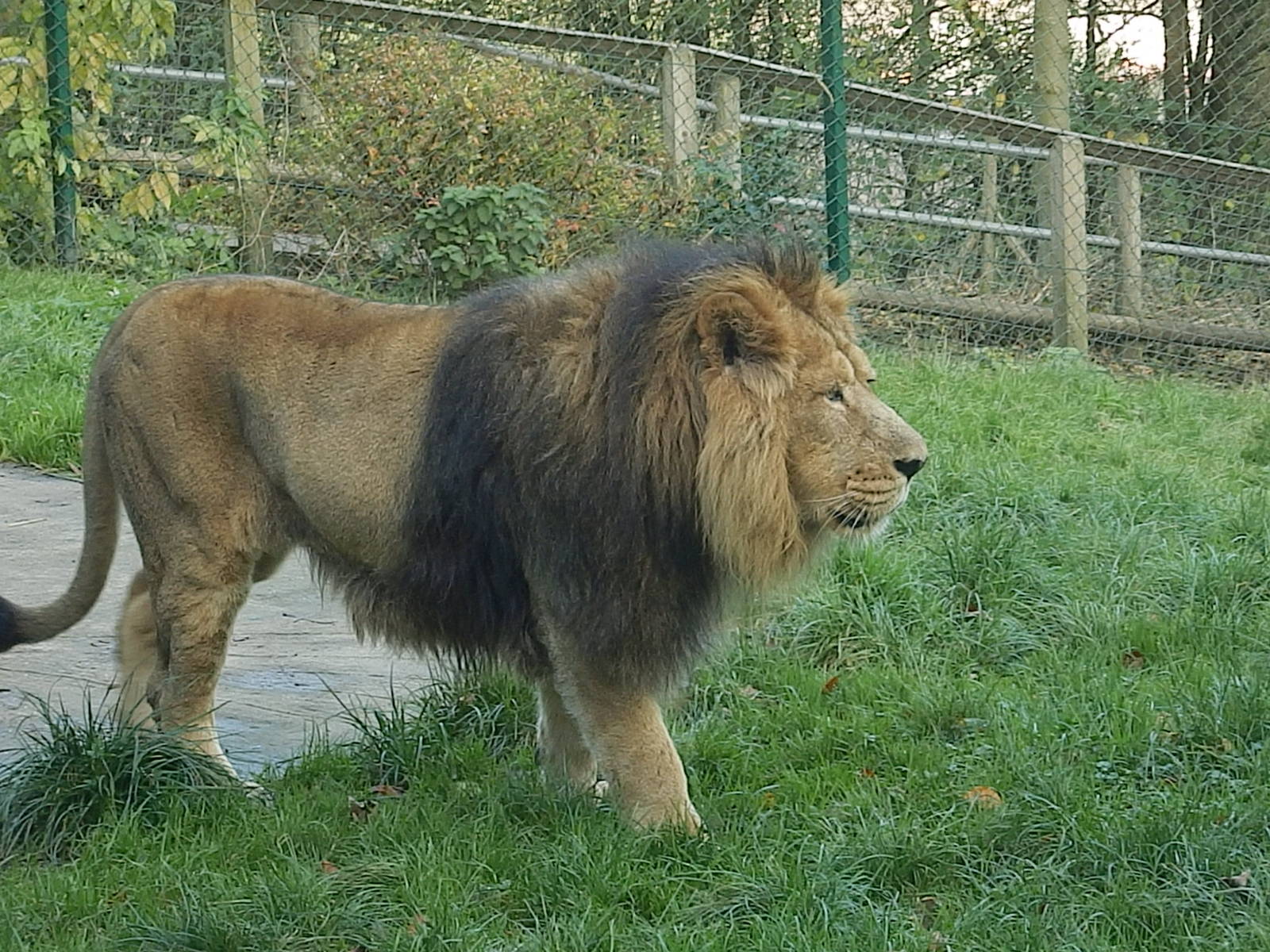 Mwamba the lion 2-11-13