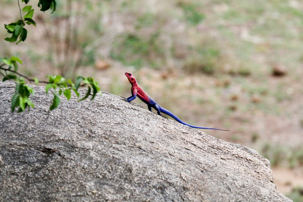 Mwanza Flat-headed Agama male