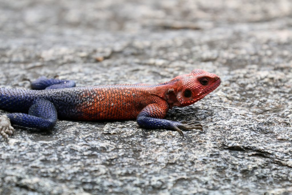 Mwanza Flat-headed Agama male