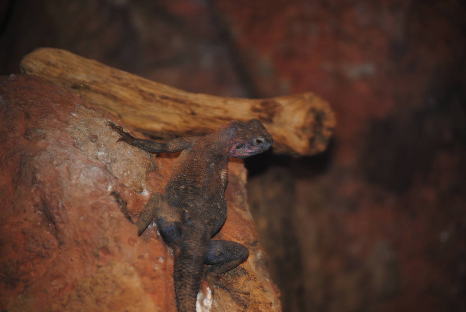 Mwanza Flat-Headed Rock Agama
