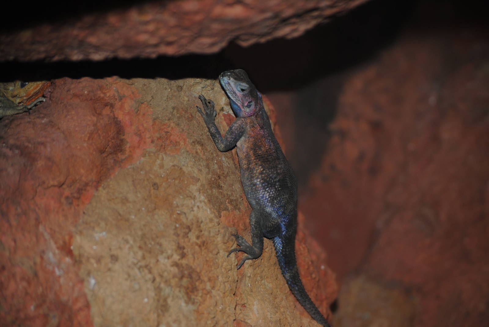 Mwanza Flat-Headed Rock Agama.