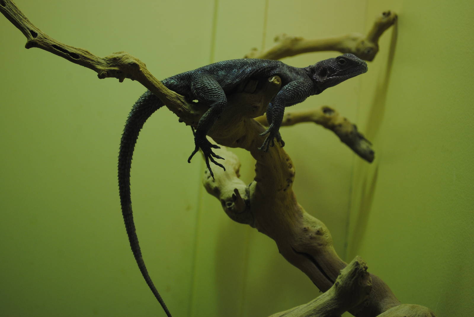 Mwanza Flat-headed Rock Agama