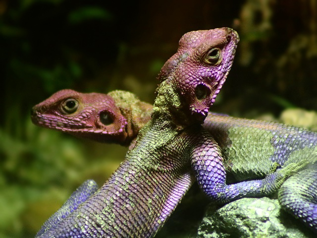 Mwanza Flat-headed Rock Agama