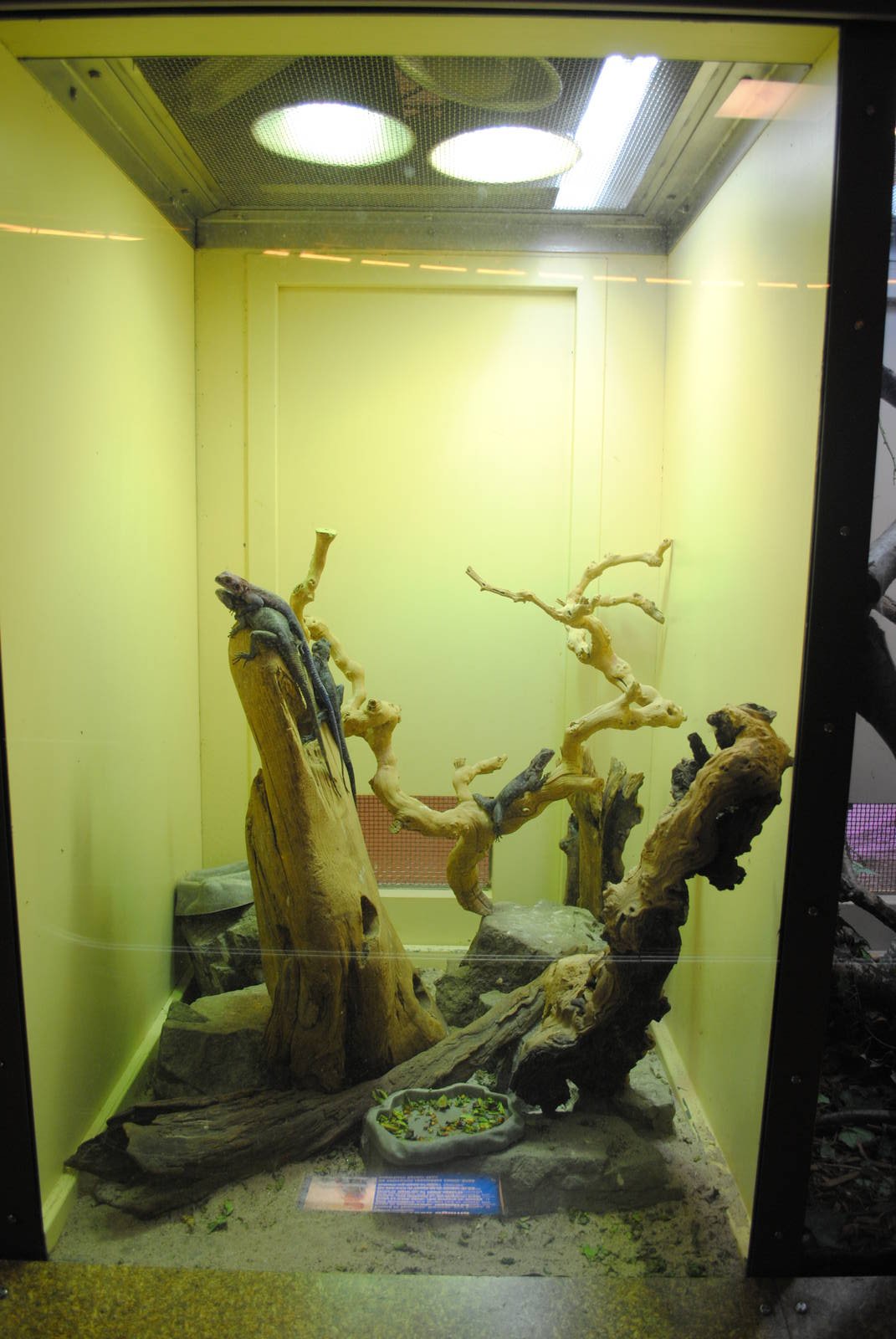 Mwanza Flat-headed Rock Agamas exhibit