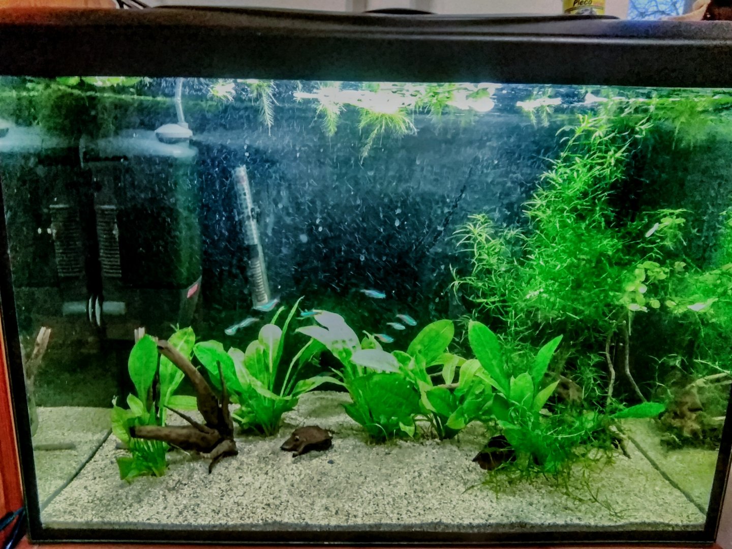 My 72 litre (circa 20 gal) South American fish tank