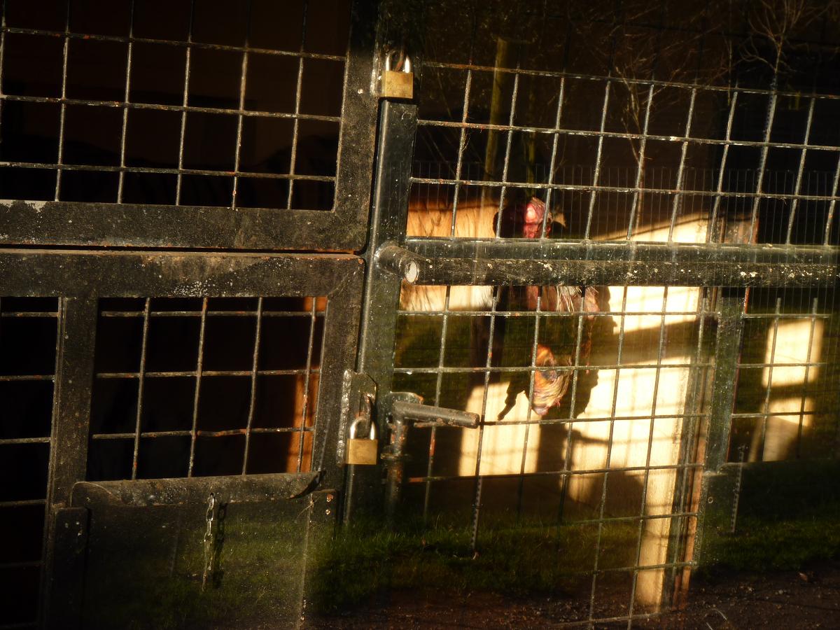 My Anti-Climatic Final Picture of Zambar