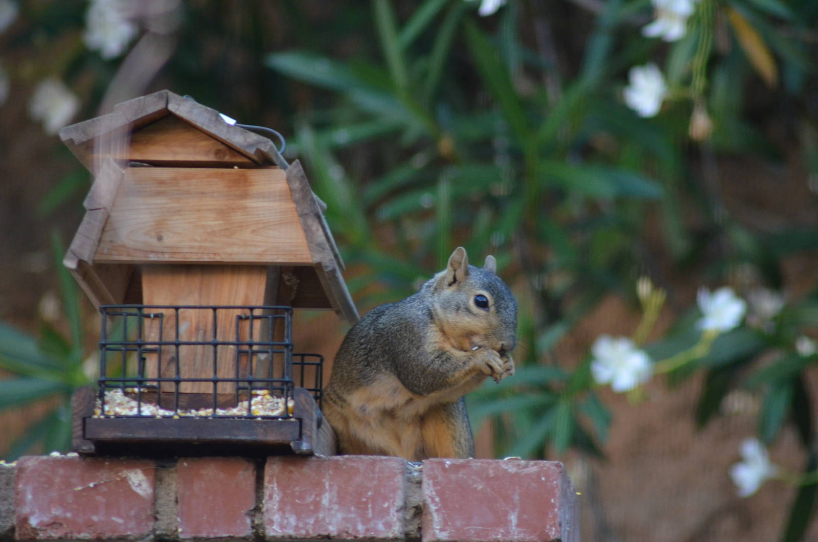 My Backyard - Fox Squirrel
