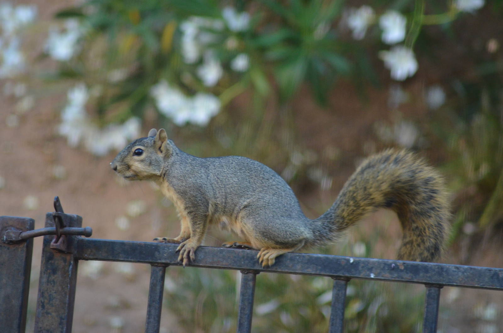 My Backyard - Fox Squirrel