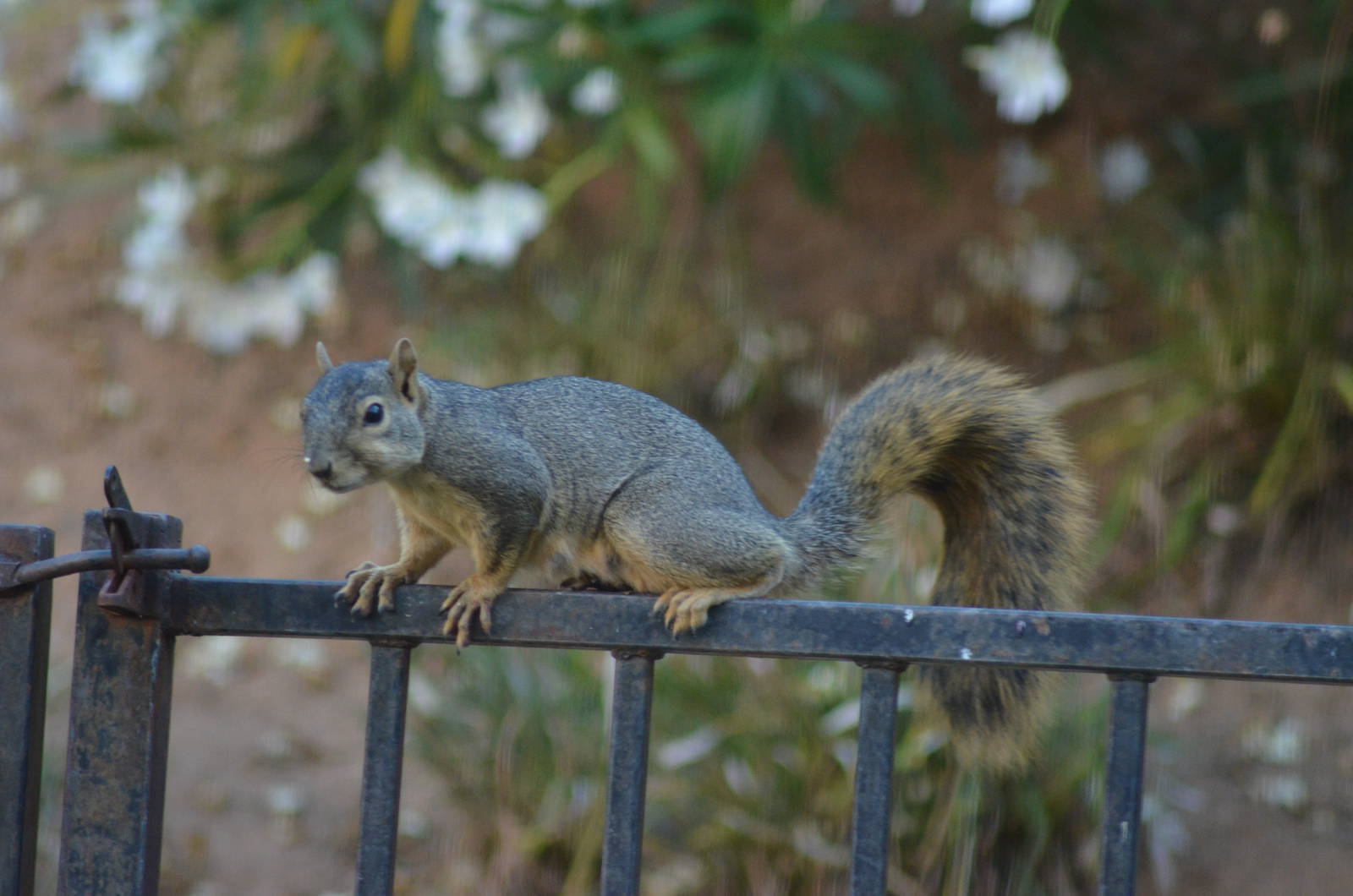 My Backyard - Fox Squirrel