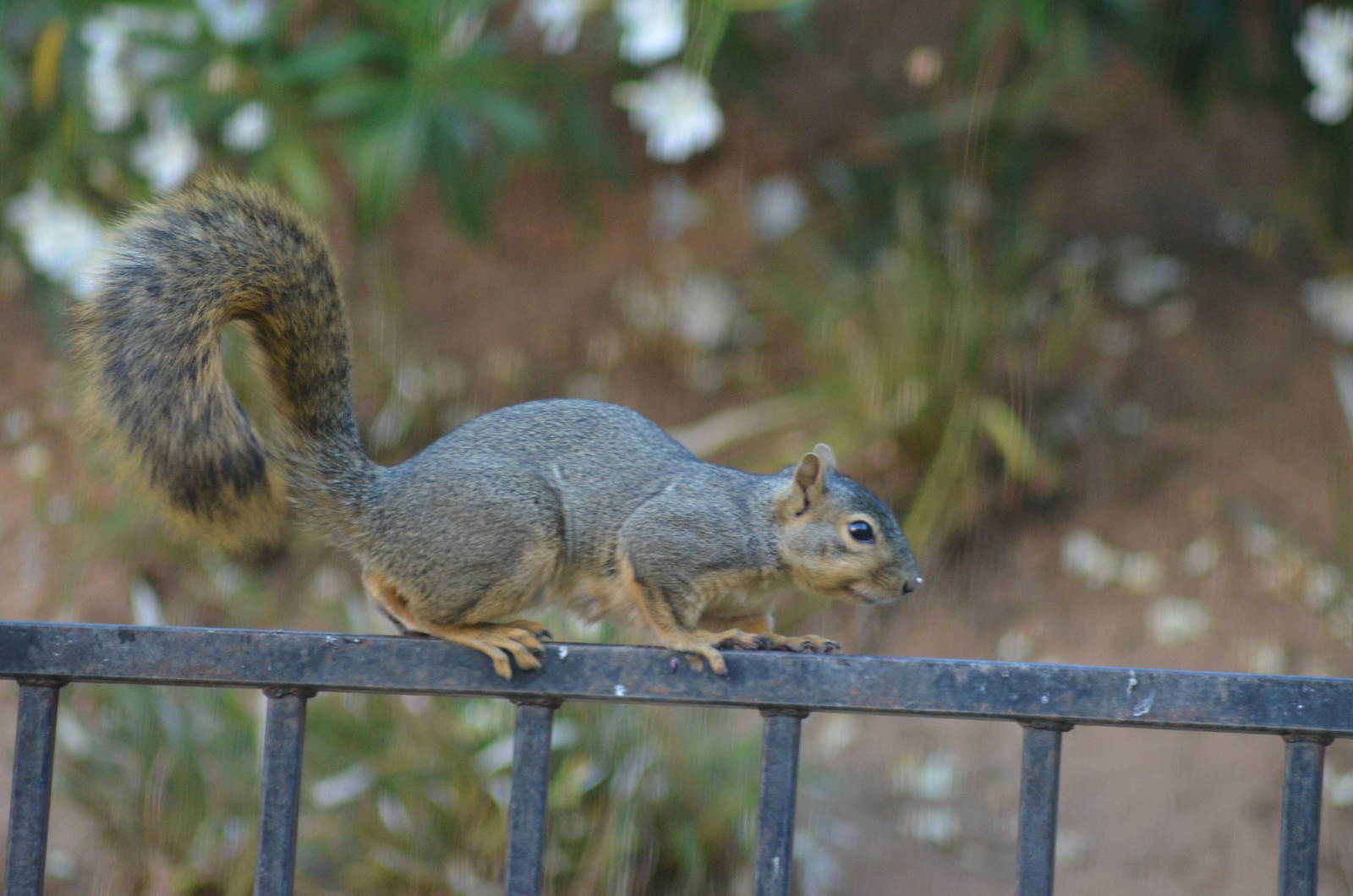 My Backyard - Fox Squirrel