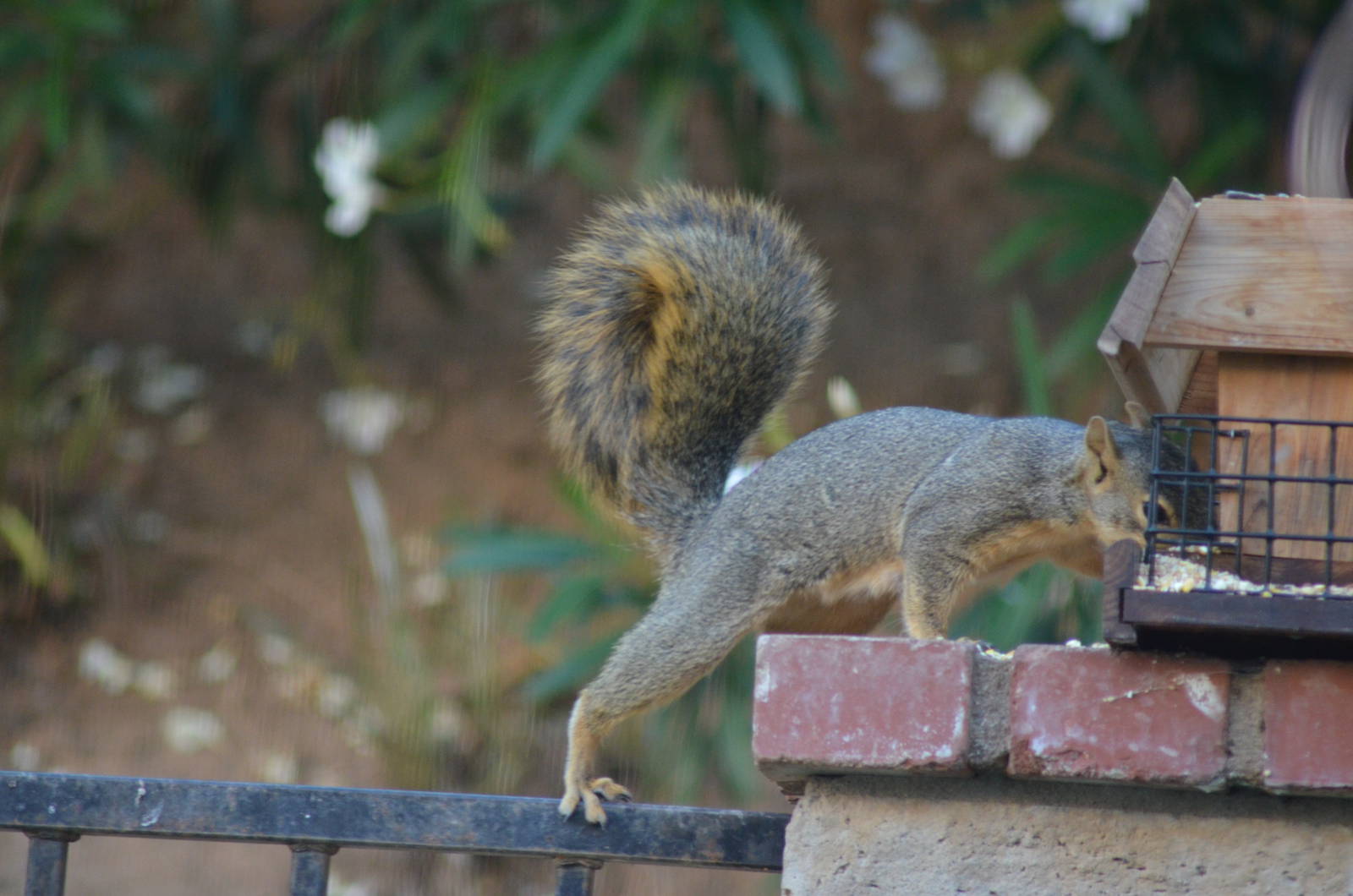 My Backyard - Fox Squirrel
