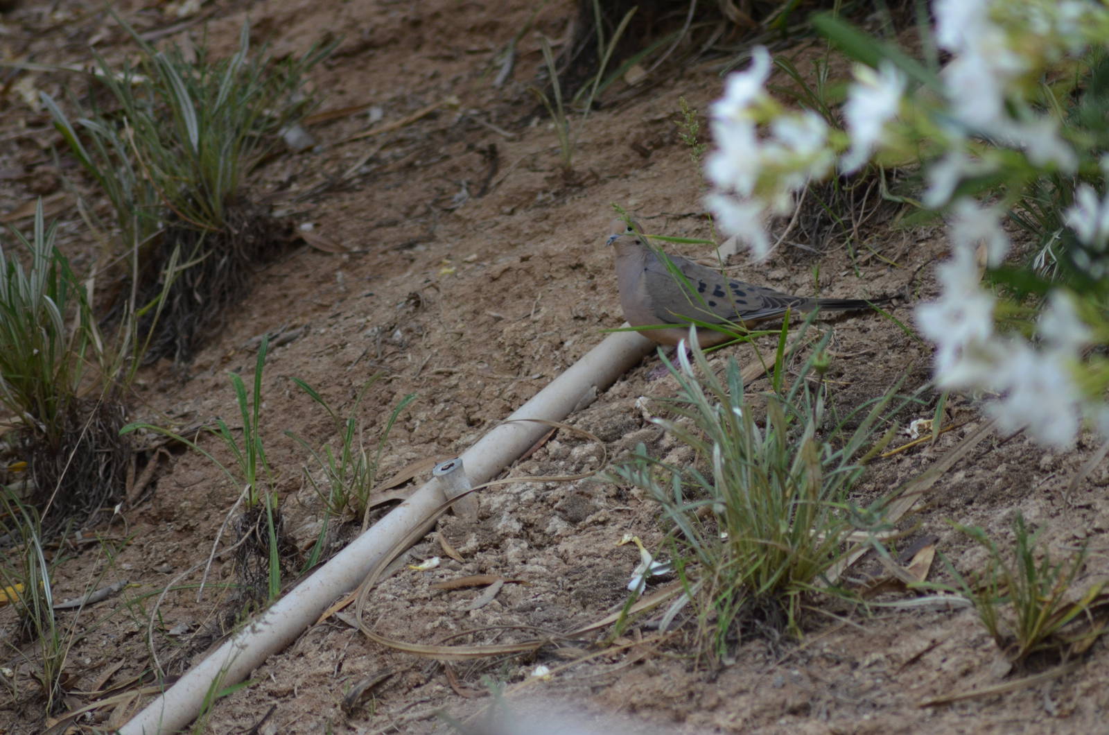My Backyard - Mourning Dove