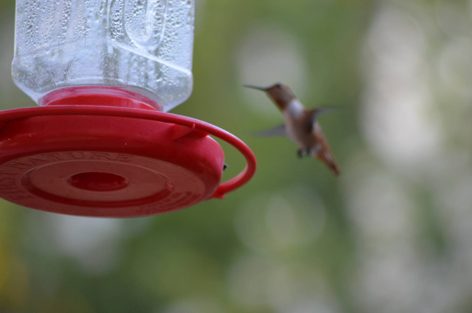 My Backyard - Rufous Hummingbird