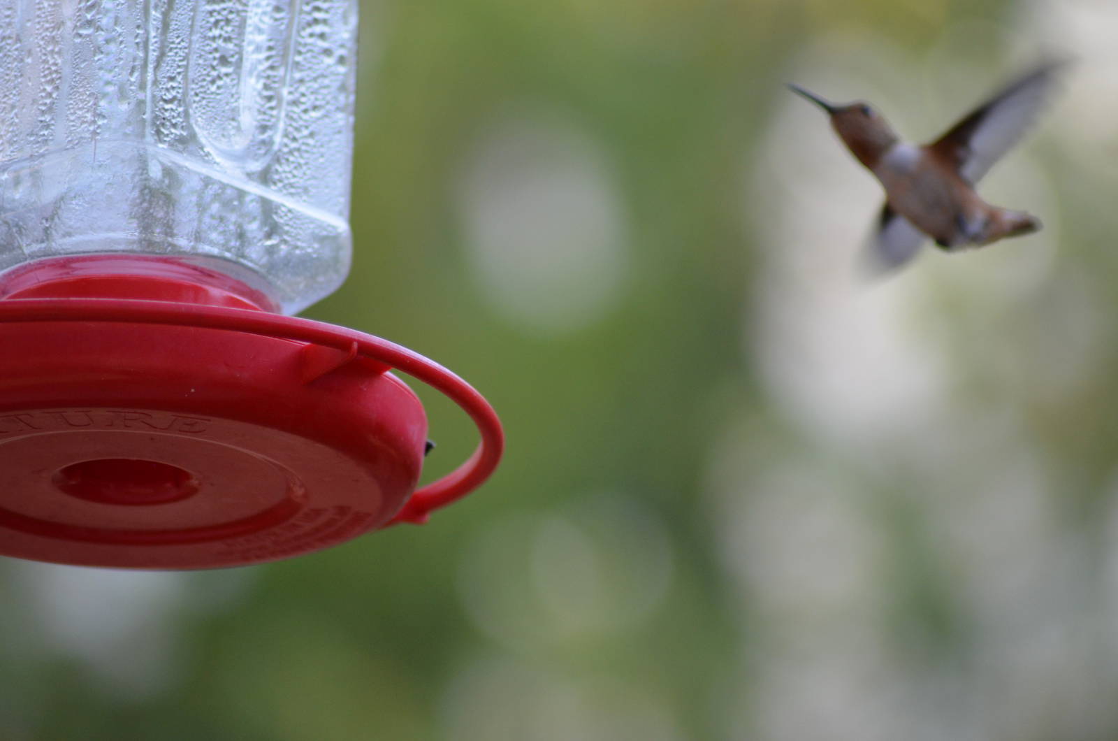 My Backyard - Rufous Hummingbird