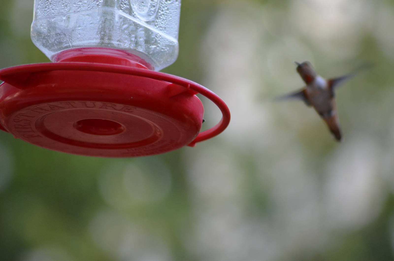 My Backyard - Rufous Hummingbird