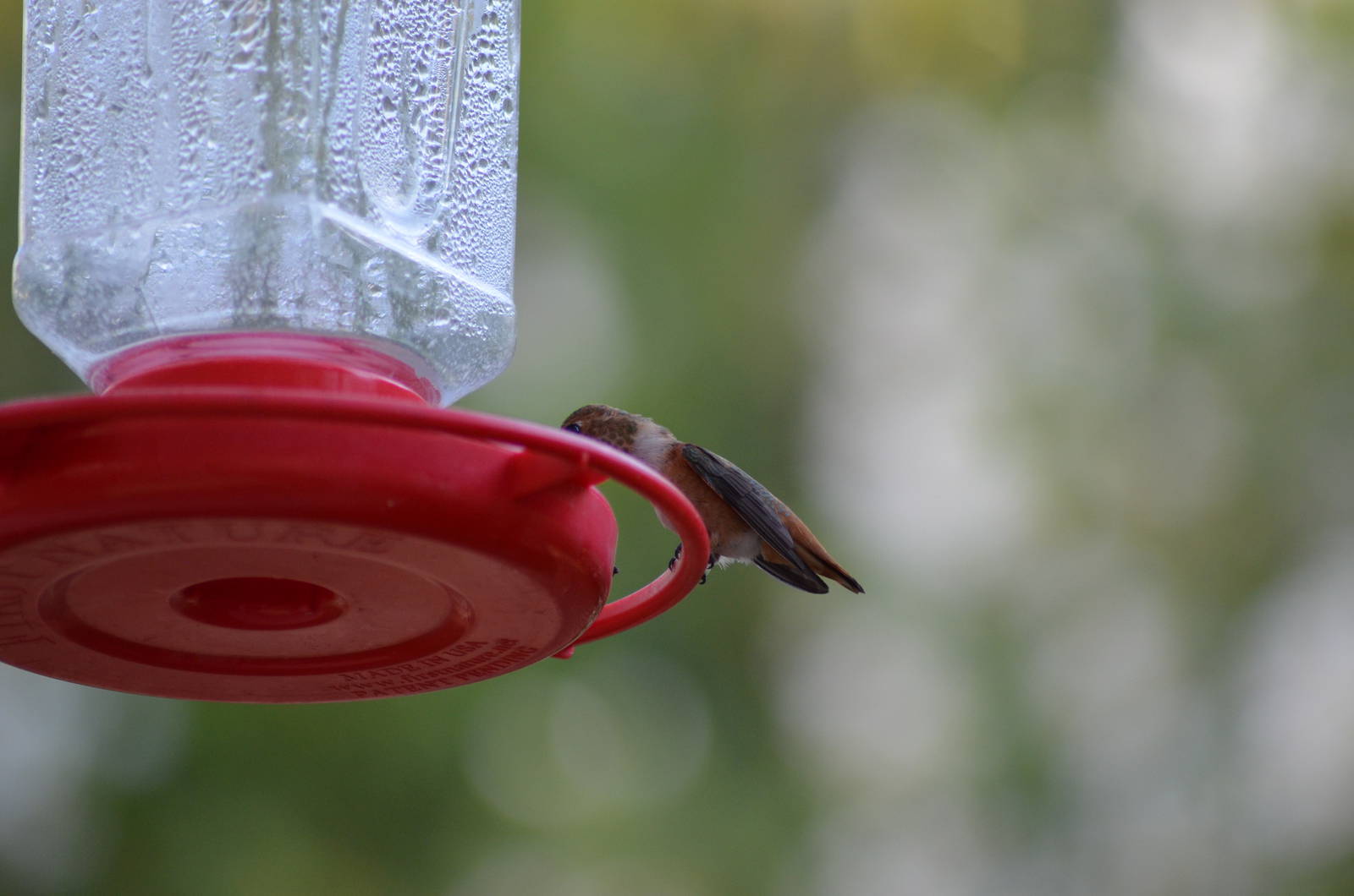 My Backyard - Rufous Hummingbird