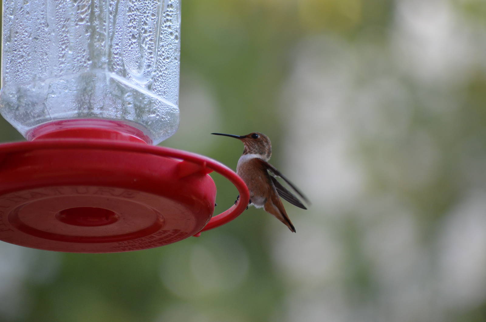 My Backyard - Rufous Hummingbird