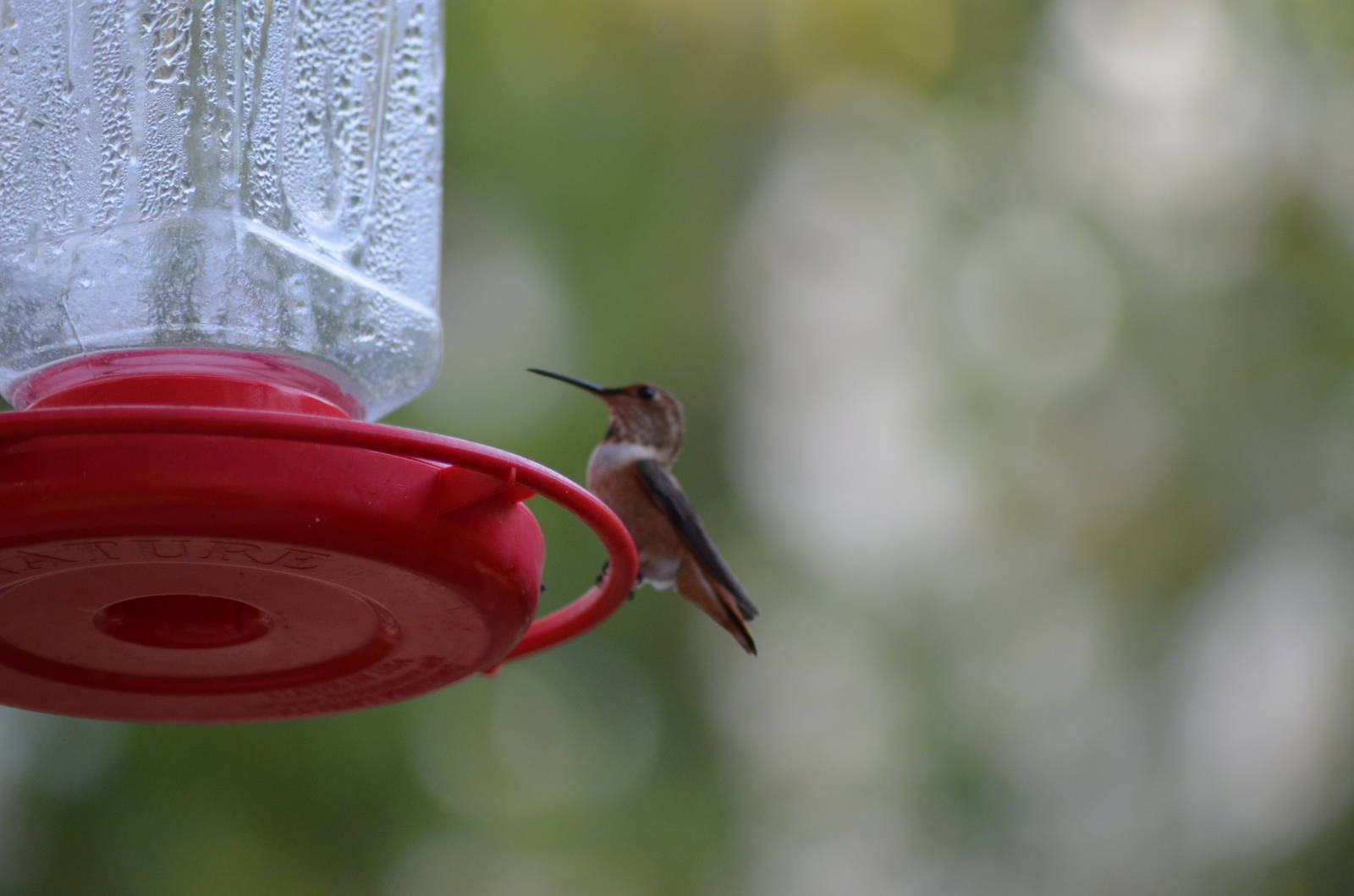 My Backyard - Rufous Hummingbird