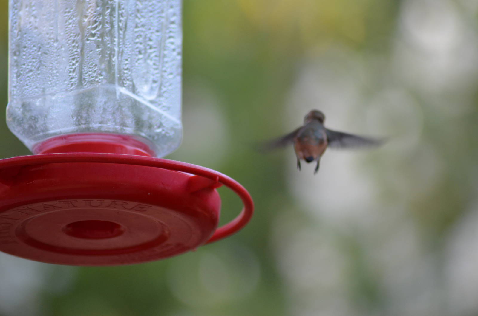 My Backyard - Rufous Hummingbird