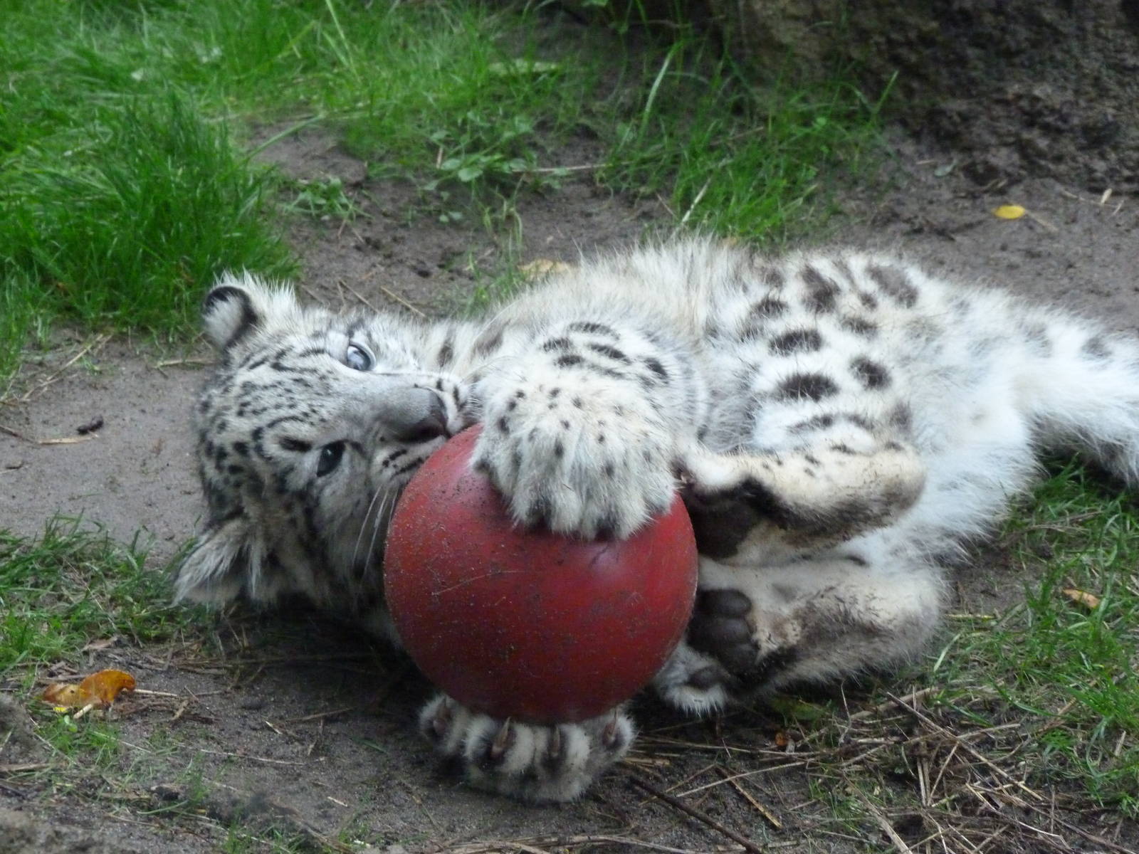 MY ball!