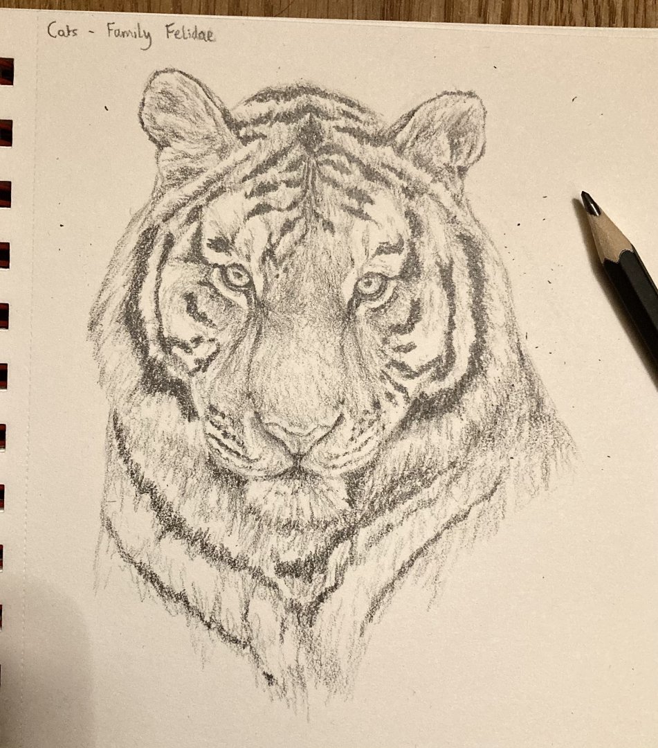 My Best ever Amur tiger?