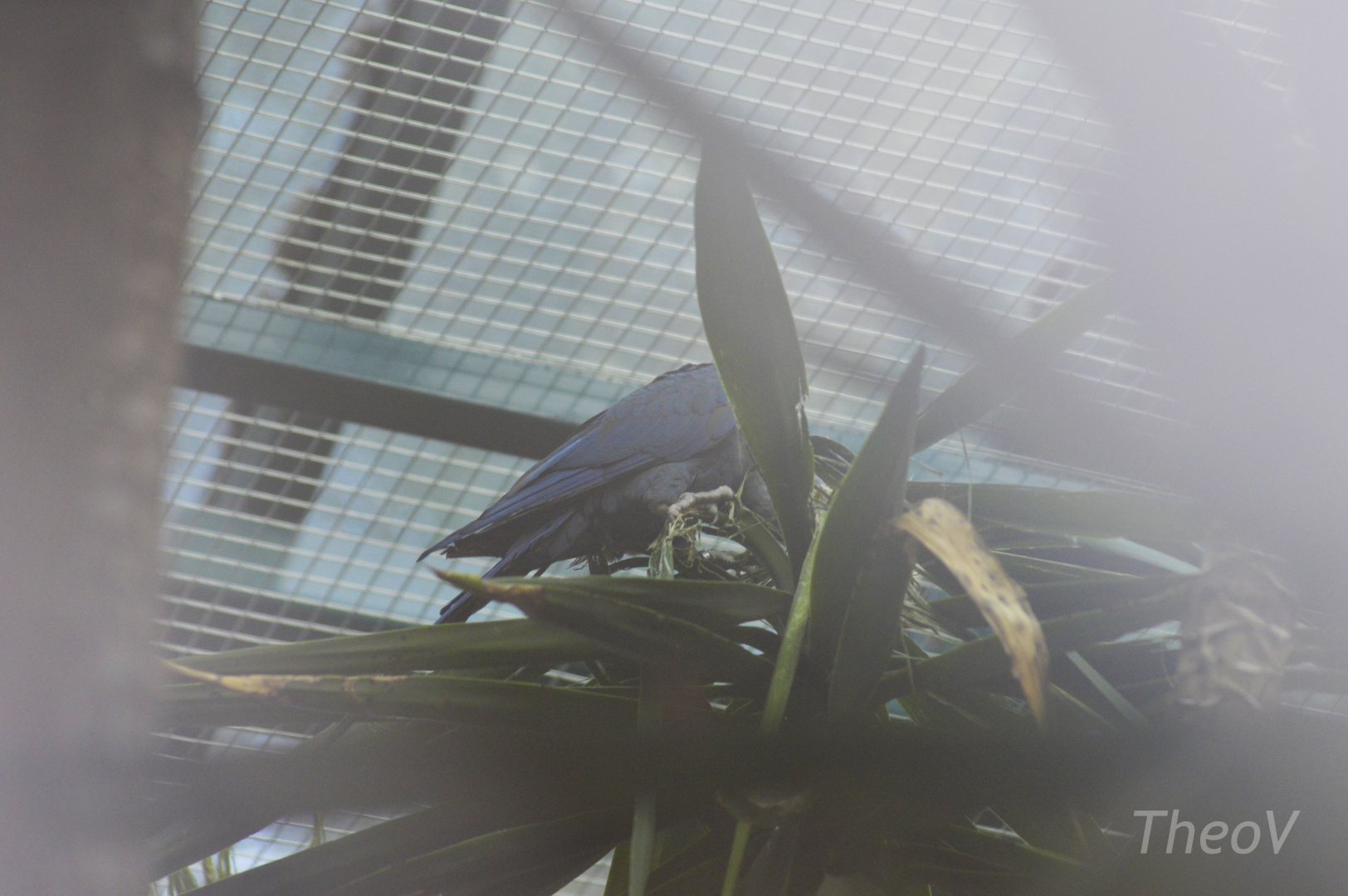 My best picture of a Spix's macaw [2018]