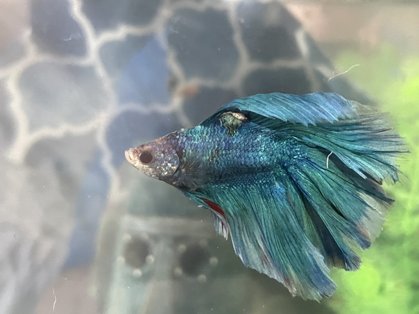 My betta Luna tuna