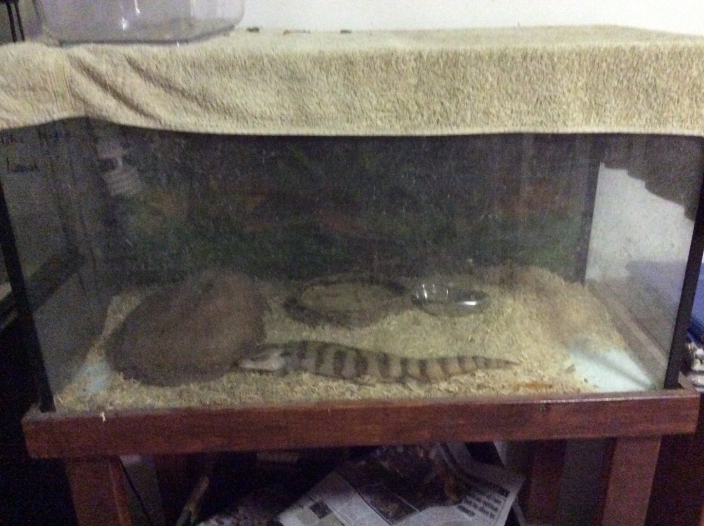 My Blue Tongued Lizard enclosure