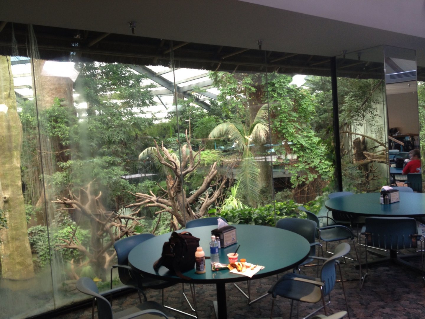 My breakfast view of the Lied Jungle 2013