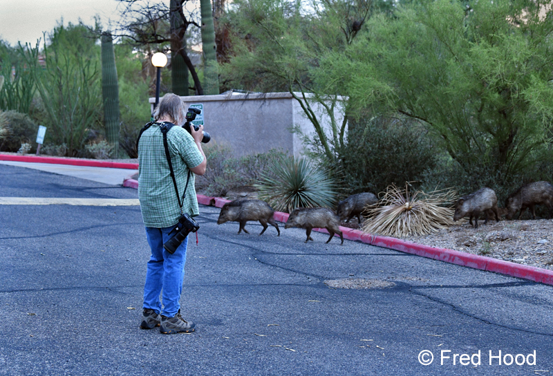 my brother photographing javelinas