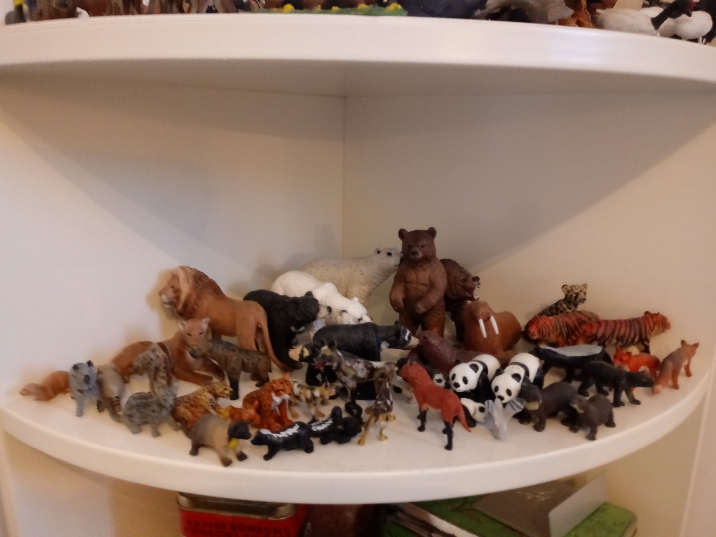 My carnivore collection