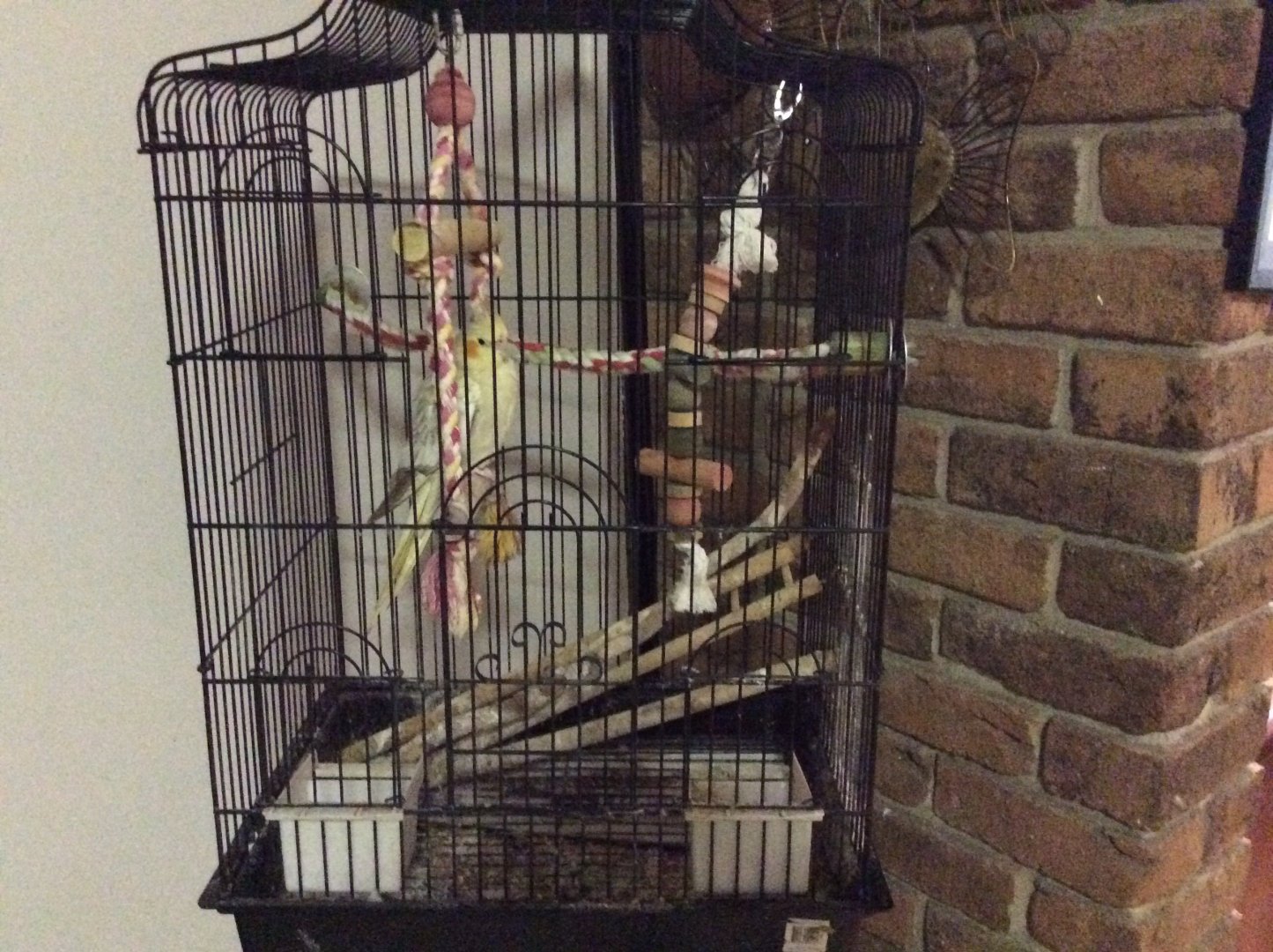 My cockatiel enclosure