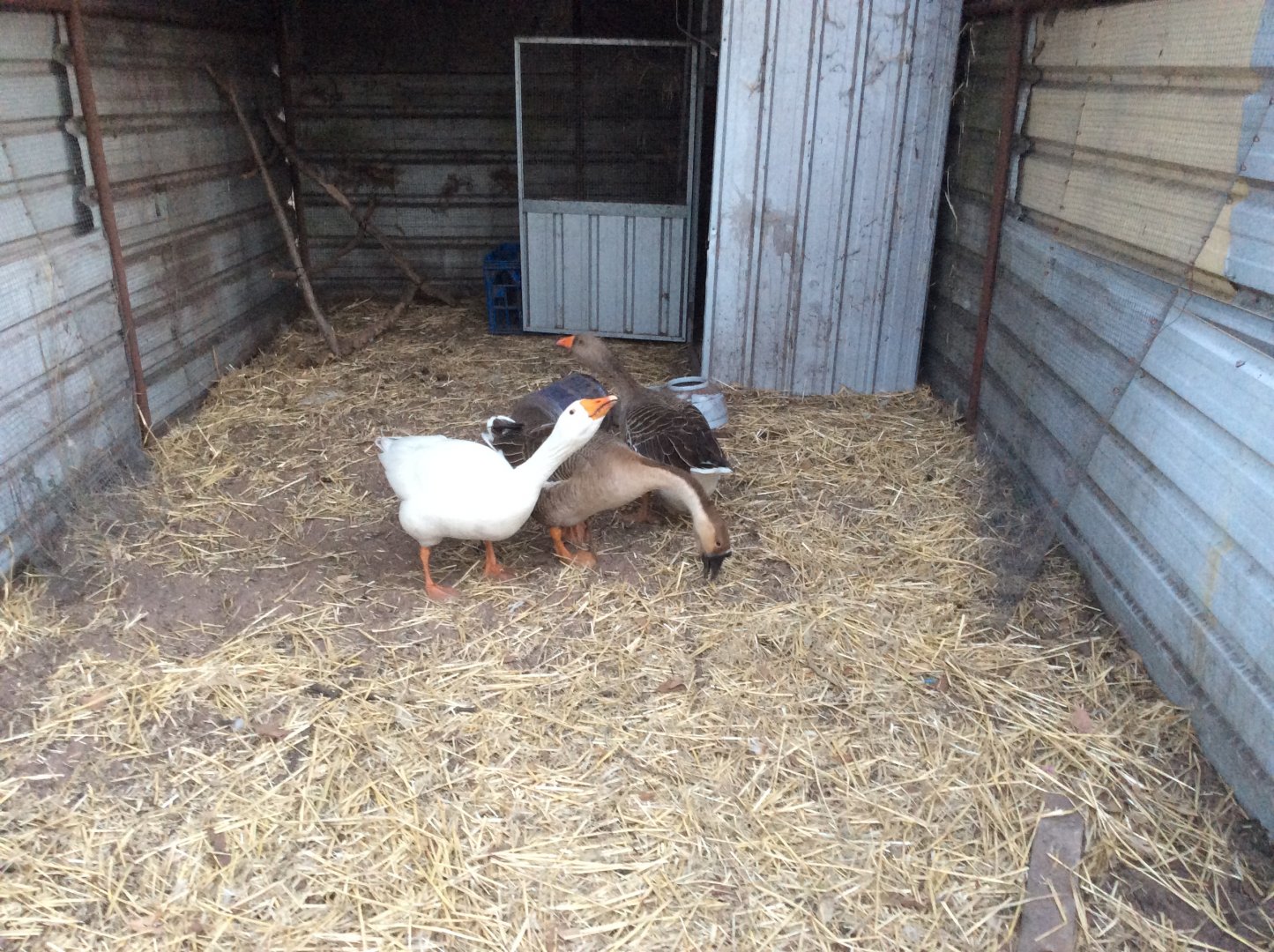 My cranky goose flock