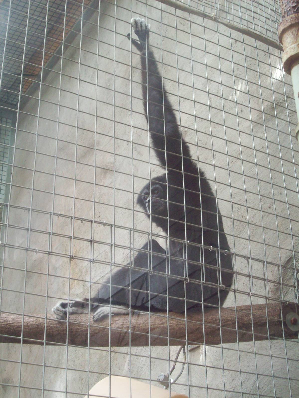 My Dorothy, what long arms you have!