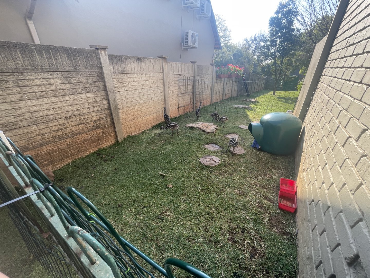 My Emu setup (Dromaius novaehollandiae)