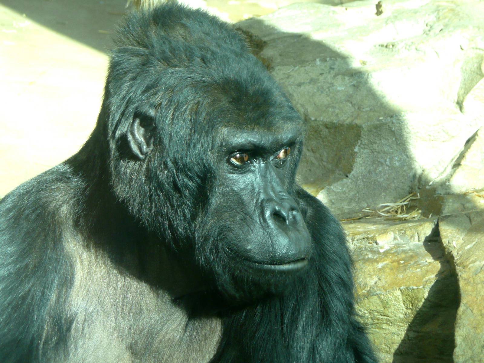 My favorite animal of all times and zoos: Eastern lowland gorilla Victoria