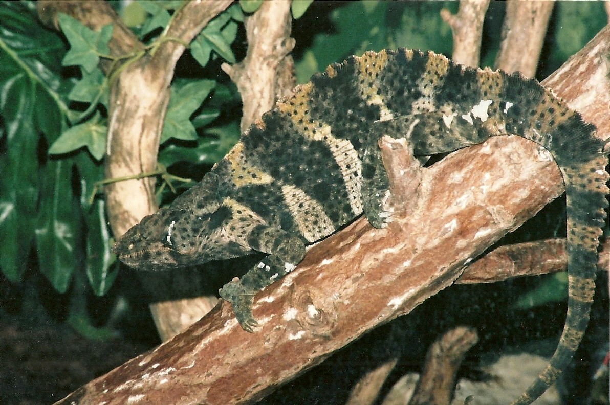 My favourite species in the Reptile House, 16th December 2000